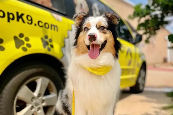 Australian Shepherd smiling in front of a yellow Tip Top K9 van after a Tulsa training session